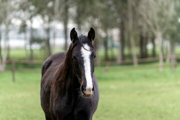 Black young stallion walking towards the camera 