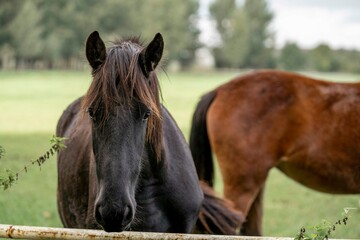 Foal looking at the camera