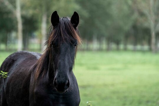 Beautiful friesian yearling foal in a field