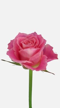 Time lapse of opening beautiful pink Lorena rose isolated on white background, vertical orientation