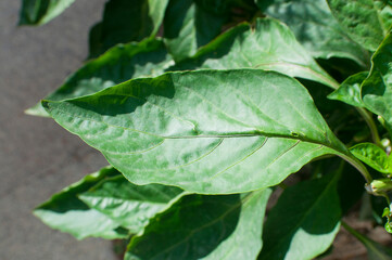 Hoja de planta de pimientos