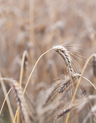 Grain ears just before harvest. Ripe rye in the field ready for the harvest.