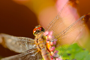 Japanese dragonfly 