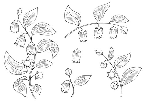 Atropa belladonna plant graphic black white isolated sketch illustration vector 