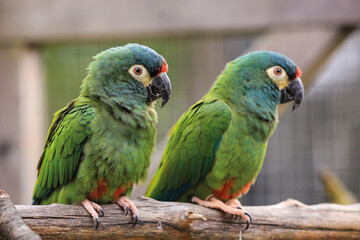 Papagei © Kayas_pics