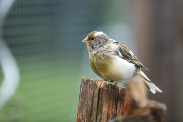 Vogel