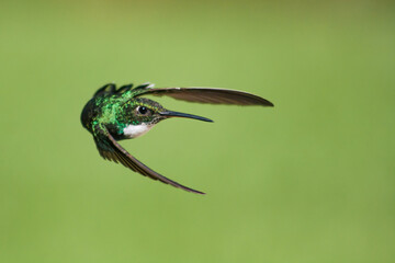 COLIBRI VOLANDO © nadia