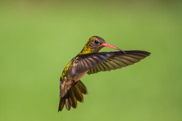 COLIBRI VOLANDO © nadia