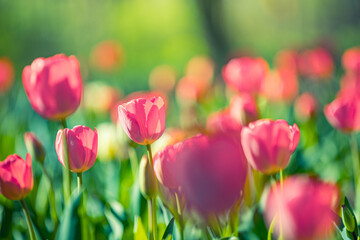 Closeup nature view of amazing red pink tulips blooming in garden. Spring flowers under sunlight. Natural sunny flower plants landscape and blurred romantic foliage. Serene panoramic nature banner
