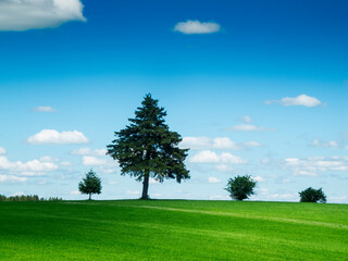 Fototapeta na wymiar Meadow sky with trees and sky