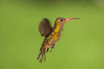 COLIBRI VOLANDO © nadia