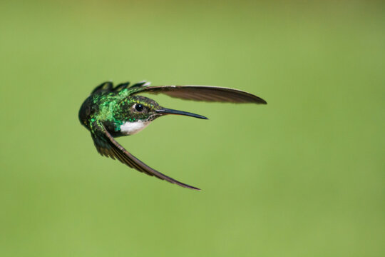 COLIBRI VOLANDO
