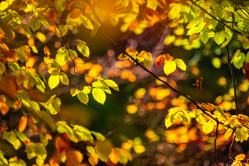 Beautiful nature closeup. Gold orange fall leaves in park, autumn natural background on peaceful blurred foliage. Relaxing nature leaves, colors. Serene tranquil sunshine abstract forest landscape