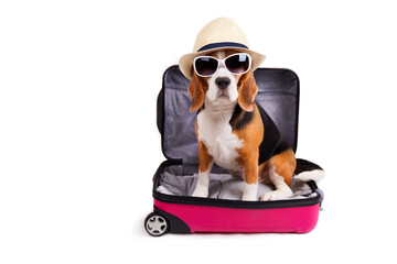 A beagle dog in a straw hat and sunglasses sits in an open suitcase. Summer travel, preparation for...