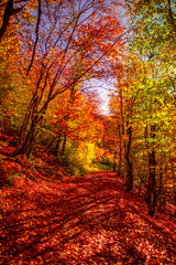 Colorful dream trees leaves and footpath road in autumn landscape. Deep in forest trail and autumn colors magnificent view. Majestic beautiful sunny walk. Picturesque path in autumn forest nature
