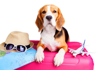 A beagle dog is going on a trip. A suitcase with things, a map and other vacation accessories on a...