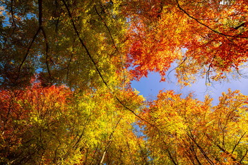 Autumn yellow orange leaves on blue sky background. Golden autumn concept. Sunny day, warm weather. Autumn dream landscape. Autumnal serene scenic view of tree leaves sky background. Beautiful nature