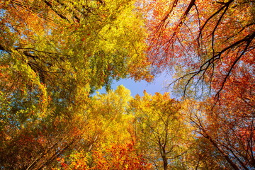Autumn yellow orange leaves on blue sky background. Golden autumn concept. Sunny day, warm weather. Autumn dream landscape. Autumnal serene scenic view of tree leaves sky background. Beautiful nature