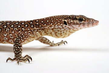 Timor monitor // Timor-Waran (Varanus timorensis)