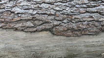 tree trunk with bark for background