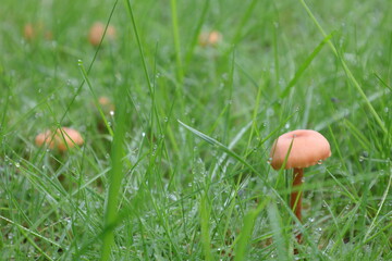 Mushroom growing on the green lawn close up
