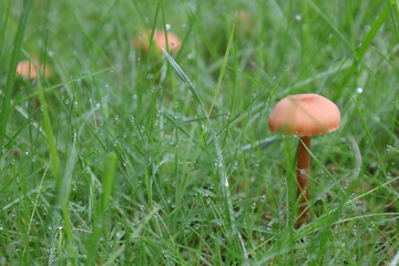 Mushrooms  in the wet grass close up