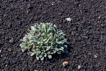 Plant on lava rocks at Craters of the moon National Park. Idaho. USA