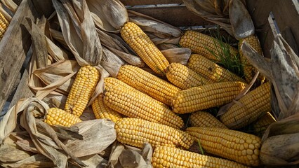 wooden box with corn