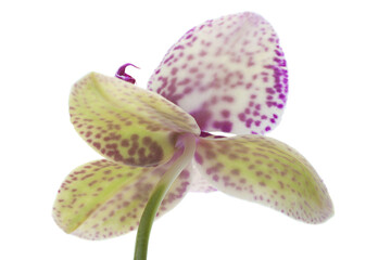Violet orchid flower - 543842001