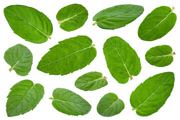 Spearmint young leaf collection - 543842083