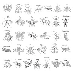 Collection of insects. Outline illustrations. Hand drawn black color icons on white background.