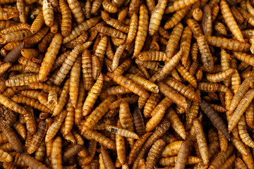 Dried Black soldier fly larvae, calci worms food wildlife birds - obrazy, fototapety, plakaty
