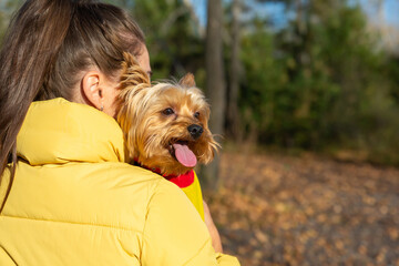 small dog yorkshire terrier looks over the owners shoulder, in the autumn forest