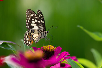 Naklejka na ściany i meble a lime butterfly papilio drink nectar from a pink zinnia flower at the garden with bokeh background