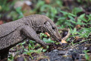 Clouded monitor lizard sifting through leaf litter