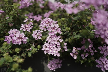 lantana camara purple color flower