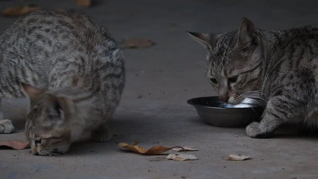 Two cat babes (kitten) eating food in bowl outside