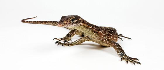 Timor monitor // Timor-Waran (Varanus timorensis)