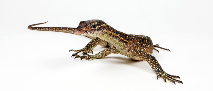 Timor monitor // Timor-Waran (Varanus timorensis)