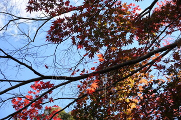 秋風にさらされる