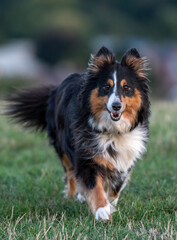 Shetland Sheepdog out for a walk