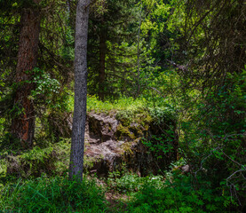footpath in the woods