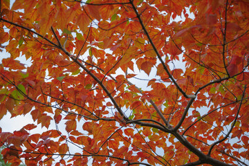 オレンジ色に染まる