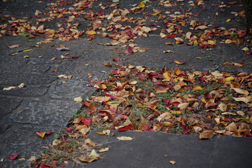 落ち葉のある風景