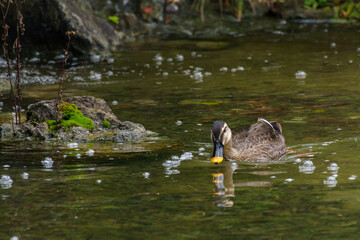 カルガモが楽しむ
