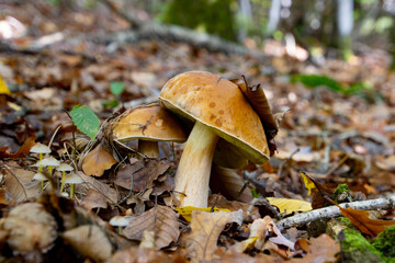Cep or Boletus Mushroom growing between brown autumn leaves in the forest, also called Boletus edulis or Steinpilz