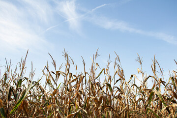 kukurydza  i niebo