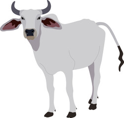 Zebu bull. Brahman cattle. Vector illustration. White male Indian cow. A symbol for Indian religious festivals
