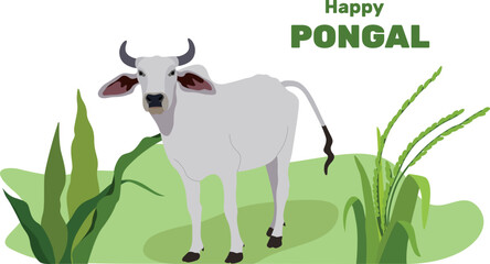 Happy religious holiday Pongal with South Indian holiday background and Happy Pongal. Vector illustration. Tamil Nadu festival, South India. Sacred Indian cow. buffalo zebu