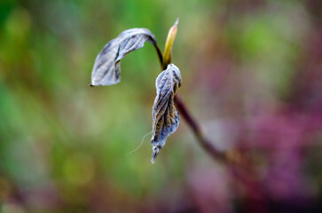 butterfly on a flower